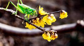 北京图见|玉渊潭满园春色关不住