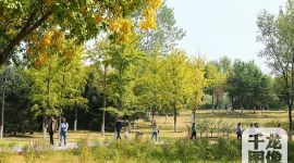 北京大兴打造“森林城市”实施造林绿化3.28万亩