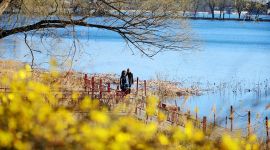 北京图见|颐和园春意盎然似江南