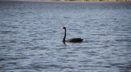 大运河森林公园首次飞来黑天鹅