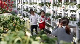 北京农业嘉年华打造190余个农业景观