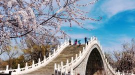 北京图见|桃花一簇开西堤，可爱深红爱浅红