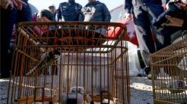 北京专项打击野生动物资源违法犯罪 查获18只野生保护鸟类