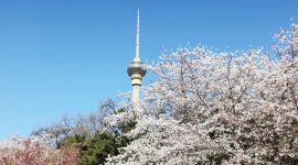 北京图见|又到樱花烂漫时