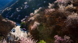 北京丰台千灵山公园山桃花进入盛花期