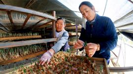 来自首都的支援合作|北京拨付54.79亿元扶贫款 受援地44.66万人将脱贫