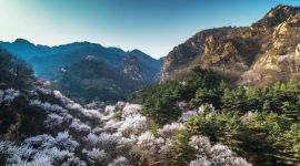北京平谷进入百花季 杏花首迎客