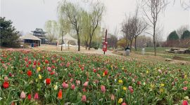 近10万平米郁金香花海亮相北京国际鲜花港