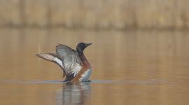 北京房山区来了青头潜鸭