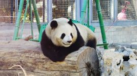 北京图见|吃碰玩，大熊猫独乐乐