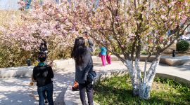 北京图见|京城三大花事