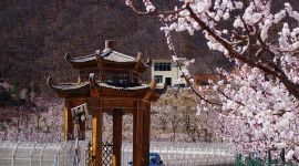 北京图见|你们要的桃、樱、梅、杏、海棠分辨手册来了！