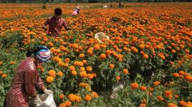 新疆是个好地方|新疆莎车农业种出新“花”样