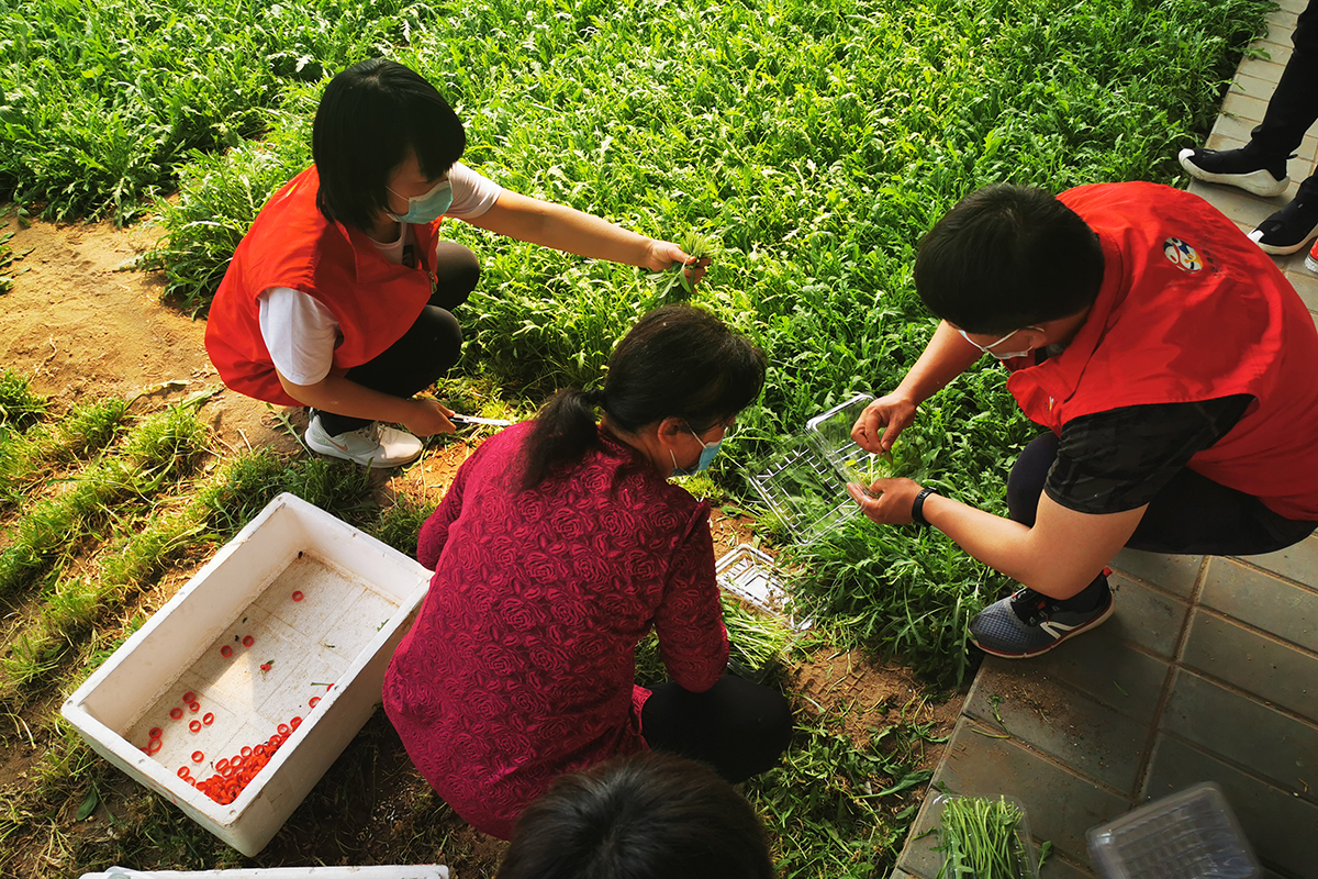 30日下午,房山区长阳镇朱岗子村,青年社工张宇和志愿者们正在蔬菜大棚
