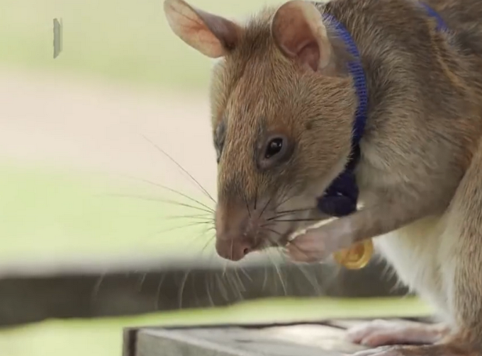 非洲巨鼠因搜寻地雷被授奖章7年清理超141万平方米土地