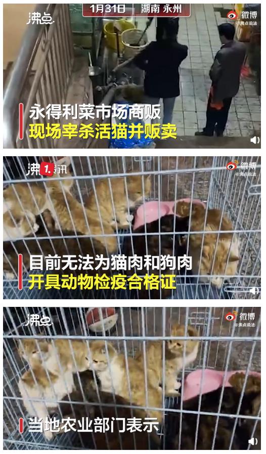 当地农业部门表示,目前无法为猫肉和狗肉开具动物检疫合格证.