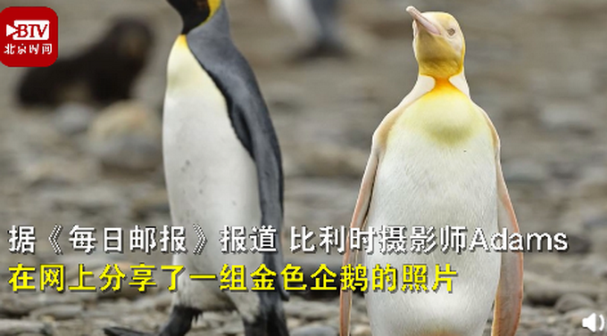 外媒称这是有史以来发现的首只金色王企鹅.
