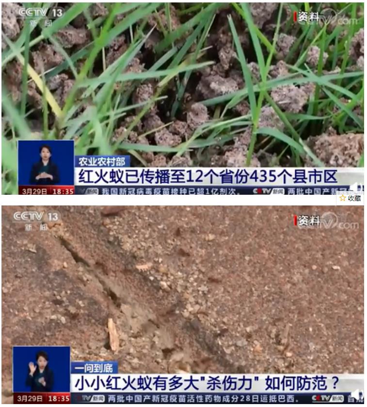 红火蚁入侵12省份专家攻击性强遇到快跑长这样