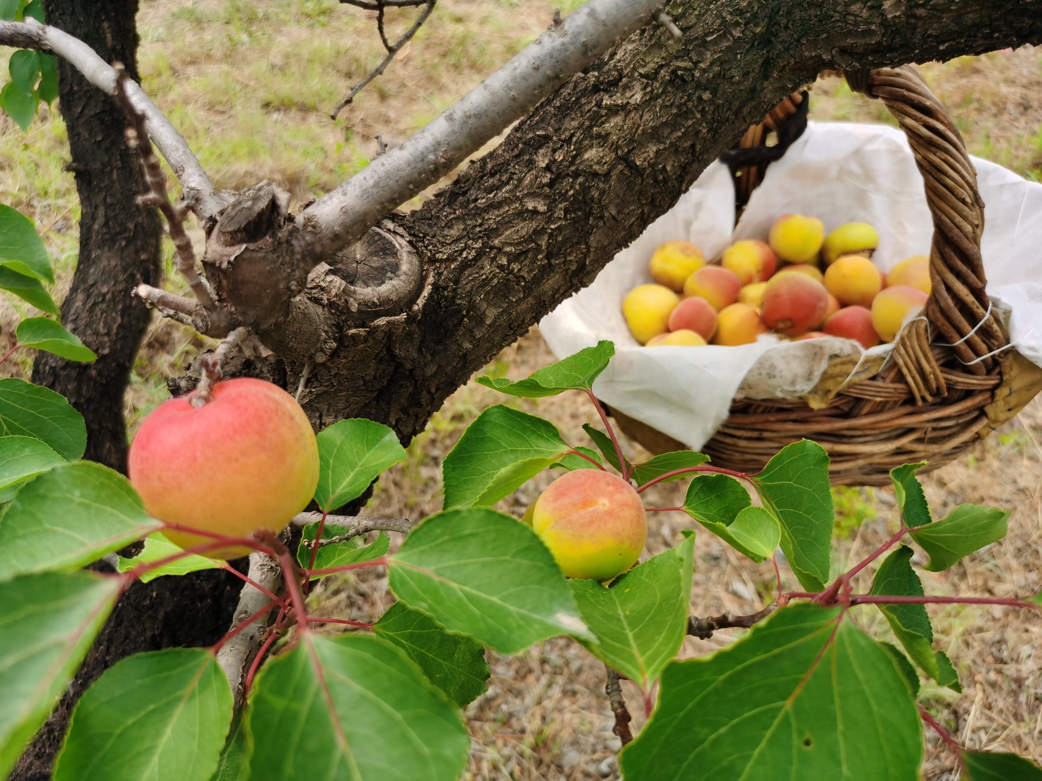 玉巴达杏海淀种了500年小学生百年树下长知识