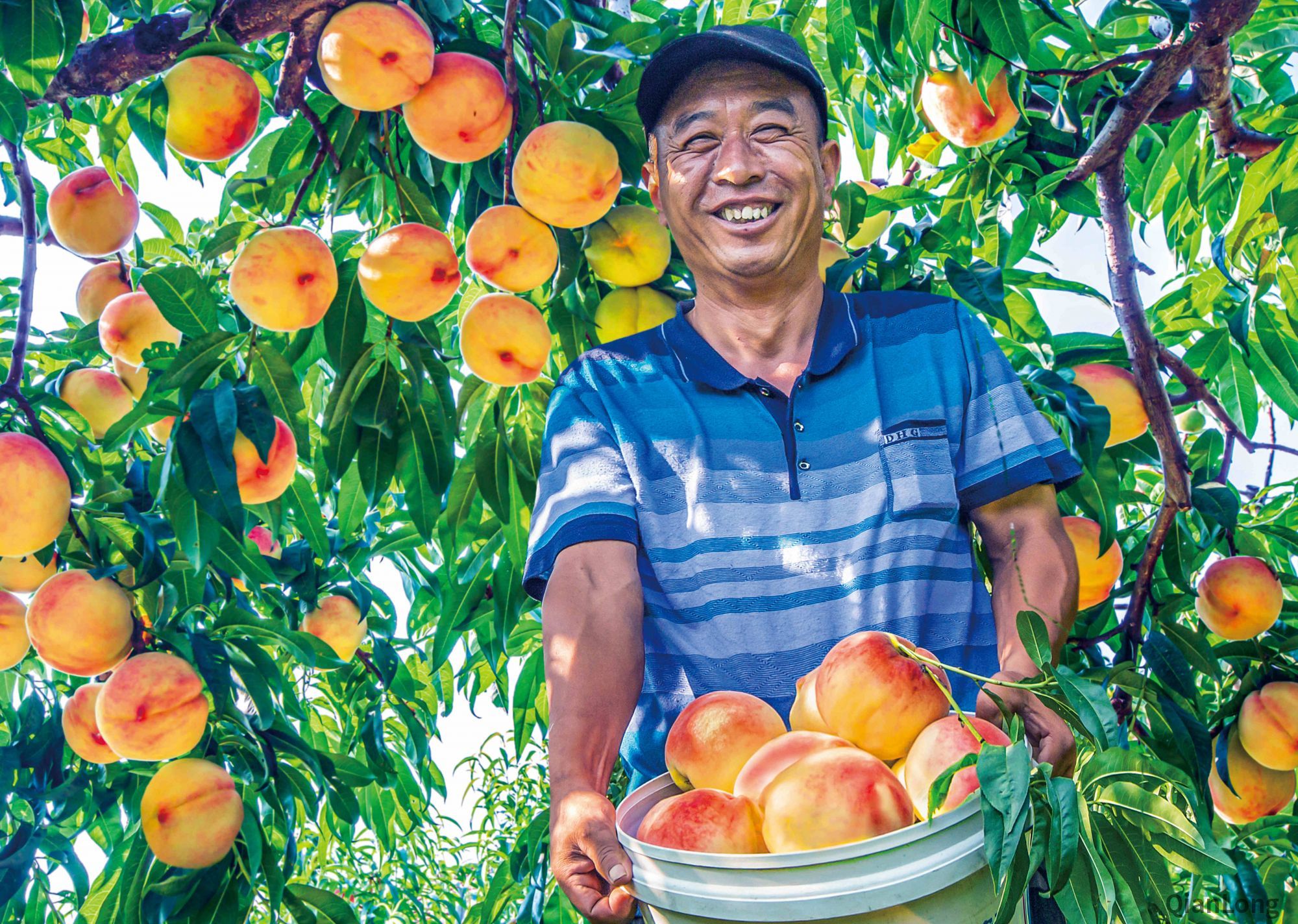 桃醉平谷金秋庆丰收桃香感党恩摄影展在平谷金海湖举办