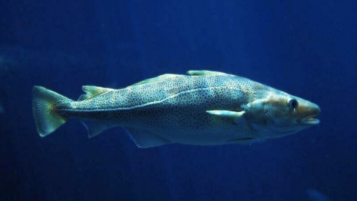 假鳕鱼套路多不会选东方甄选带来整条圆切真鳕鱼