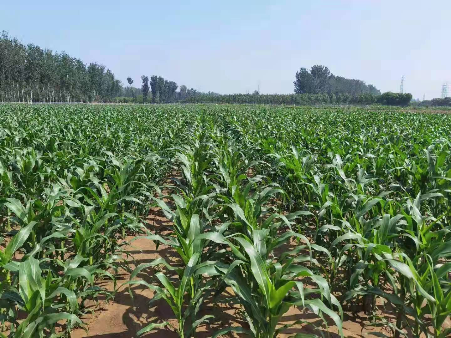 依据选择品种所推荐的种植密度,春玉米一般为4200～4500株/亩,高肥力