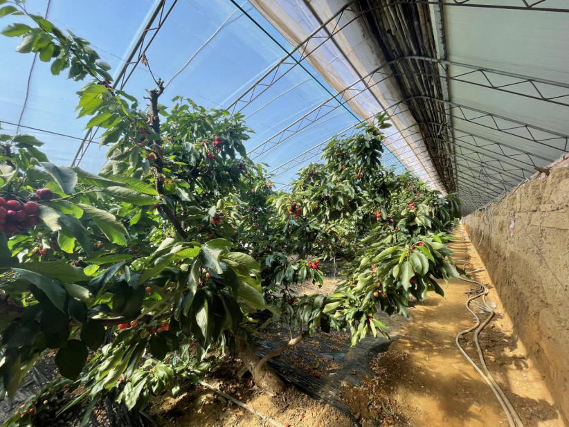 早春樱桃红平谷大棚樱桃进入采摘季