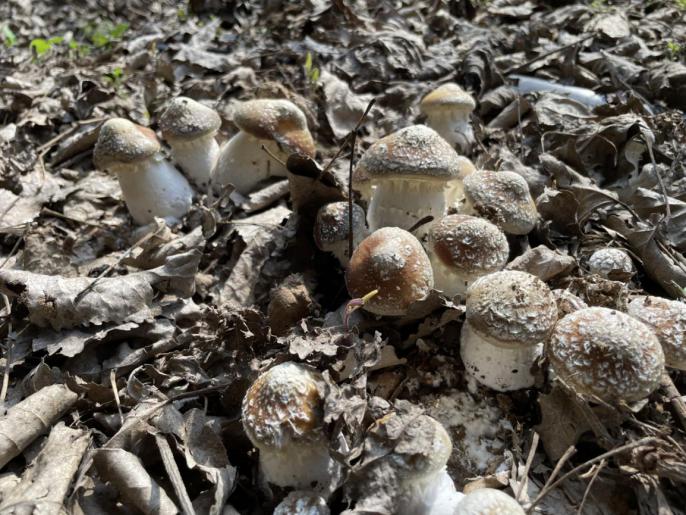 专家提出林地大球盖菇近期生产管理意见