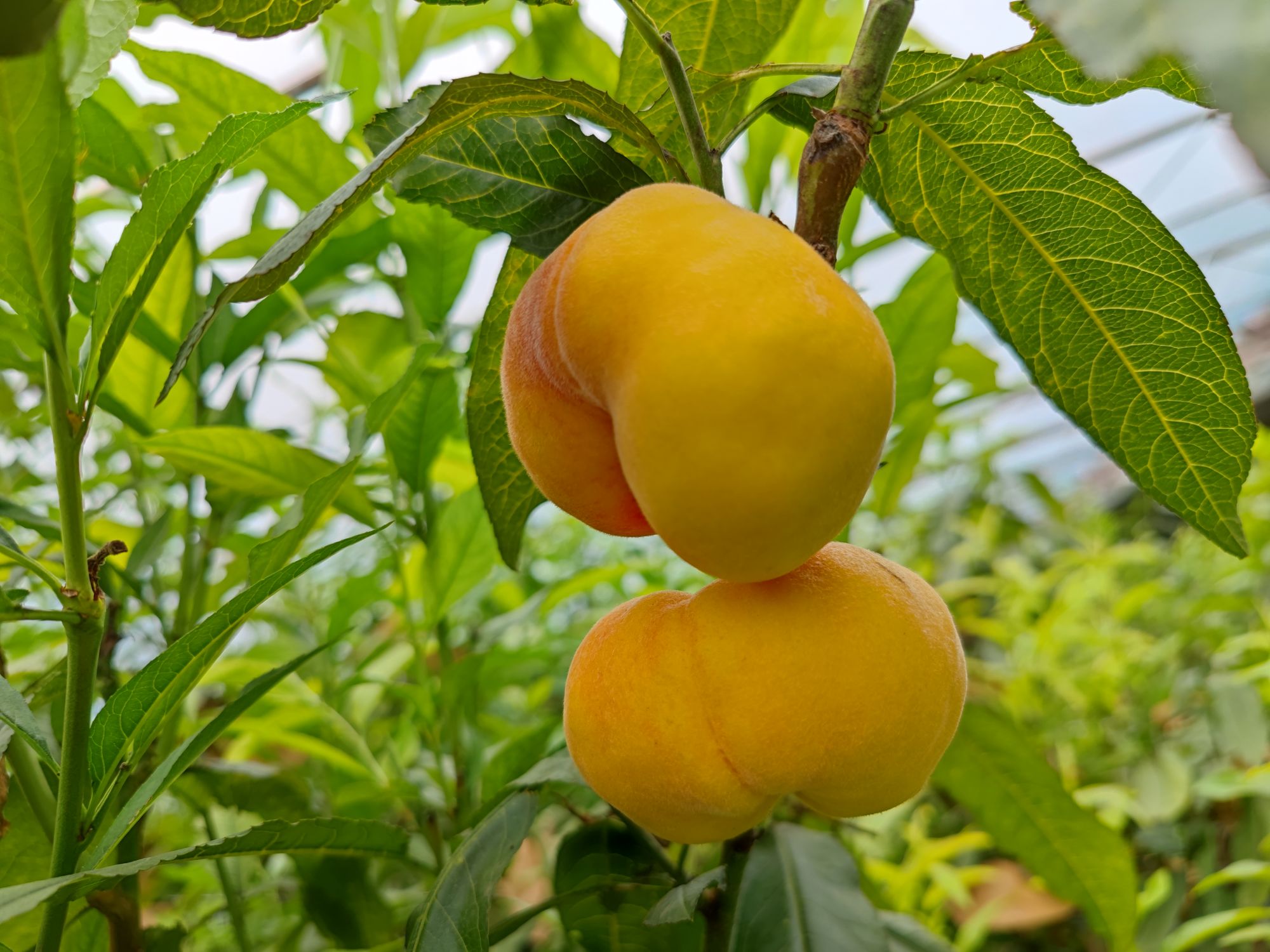 "黄金蟠桃富含多种维生素,矿物质及果酸,营养既丰富又均衡,老少咸宜