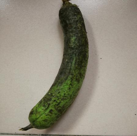 家用冰箱贮藏7天的丝瓜家庭贮存蔬菜  以"短,快"为主家用冰箱冷藏室