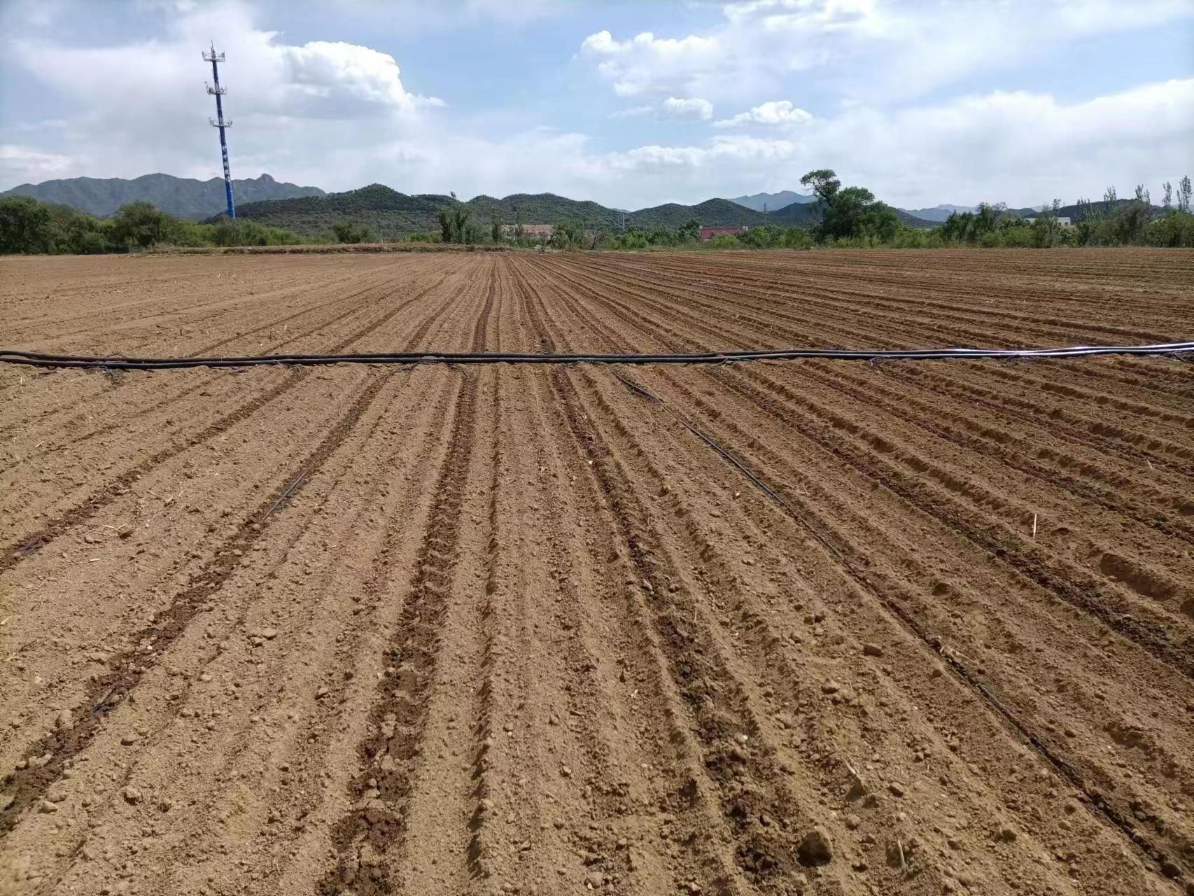 玉米播种正当时专家教你这样做