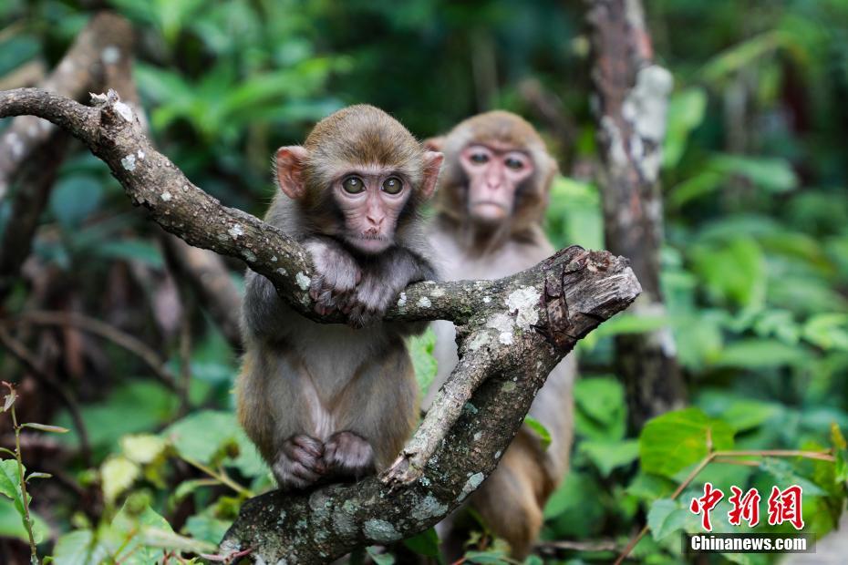 探访广西大瑶山:植被茂密物种多样