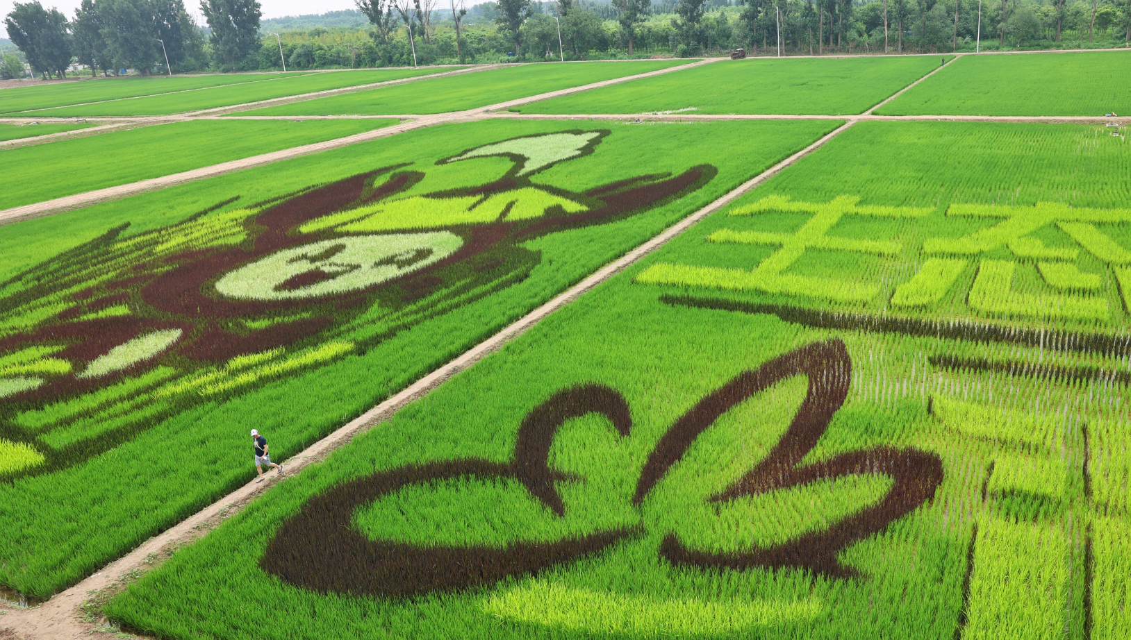 农场的工作人员介绍,稻田画种植大致要经过彩稻选育,图案设计,定点