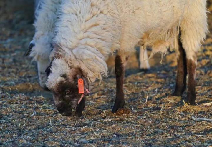 新华全媒格勒巴桑投身特色产业助力乡村振兴