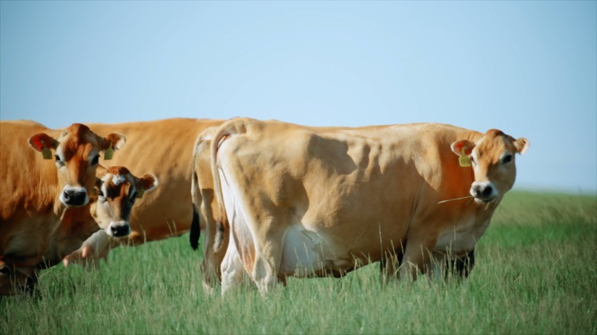 (图片6:纪录片中大草原上的可爱娟姗牛)在健康有机产品越来越受到人们