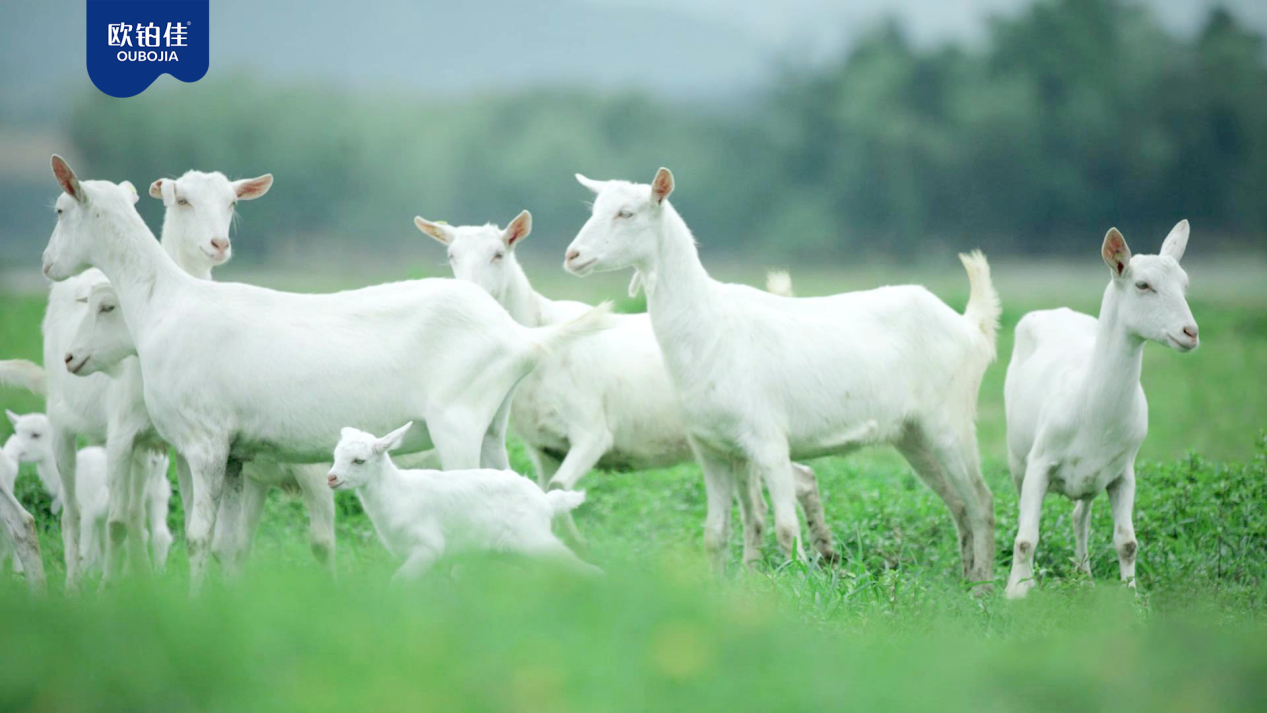 为建设好全产业链,欧铂佳开启了从种草养殖开始漫长过
