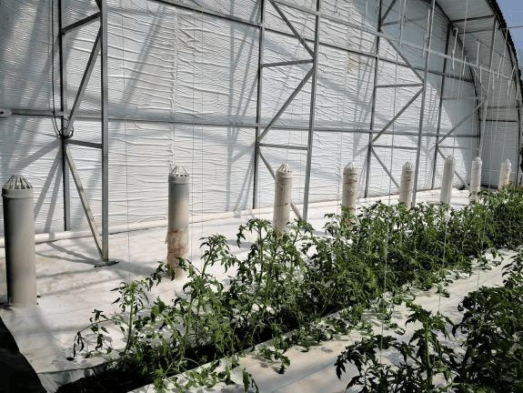 柔性保温墙日光温室——新型设施大棚优势在哪里-千龙网·中国首都网