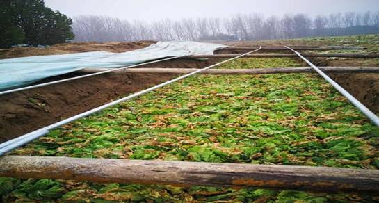 低的大白菜成熟度极低的娃娃菜被晾晒成干菜贮藏技术有假植,堆藏,沟藏