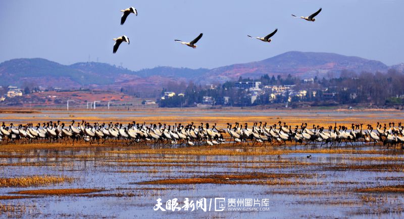 3155-草海黑颈鹤。威宁草海国家级自然保护区是黑颈鹤越冬的最佳胜地，每年都有2000余只黑颈鹤到此越冬。-夏敏.jpg