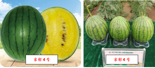 （1）京彩4号：绿皮黄瓤小西瓜，北京市农林科学院选育。早熟，耐低温弱光，产量优于小兰；果实发育期28天，花皮圆型，皮薄，单瓜重1.5～2.0公斤；肉质酥脆，中心糖含量12%以上；剖面孔雀黄，瓤色诱人；可多蔓坐果，强光照下品质好。