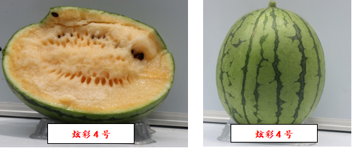 （2）炫彩4号：绿皮橙色瓤小西瓜，北京农业技术推广站选育。植株长势中等，果实发育期30～35天。果实形状椭圆形，果实底色绿色，商品性高，耐裂、耐储运；剖面颜色橙色，单瓜重1.5～2.5公斤。口感硬脆，中心糖含量13%以上。