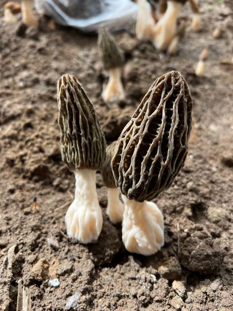 三月的北京，春风和煦，位于北京市顺义区李桥镇后桥村的羊肚菌种植基地里，一片忙碌的采收景象。当下，基地羊肚菌正处于盛产期。据北京市农业技术推广站预估，京郊将有15万斤以上鲜羊肚菌可供应市场。