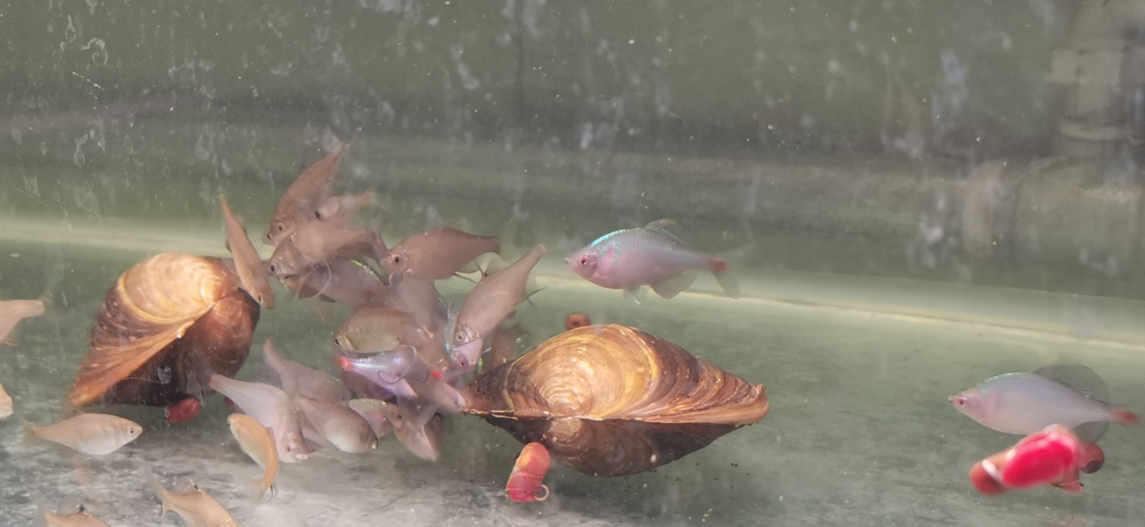 鳑鲏一家亲里面还有个隐秘而关键的角色——河蚌。鳑鲏会雌雄成双游动，一起寻找河蚌，蚌的鳃瓣就是鳑鲏宝宝的育婴室，幼鱼会在河蚌体内生活3~4周，之后才会游离河蚌自行生活。河蚌也是水环境的指示生物，一旦排放超标，水体污染，河蚌很快会销声匿迹，保姆都没有了，鳑鲏宝宝也就无以为家了。
