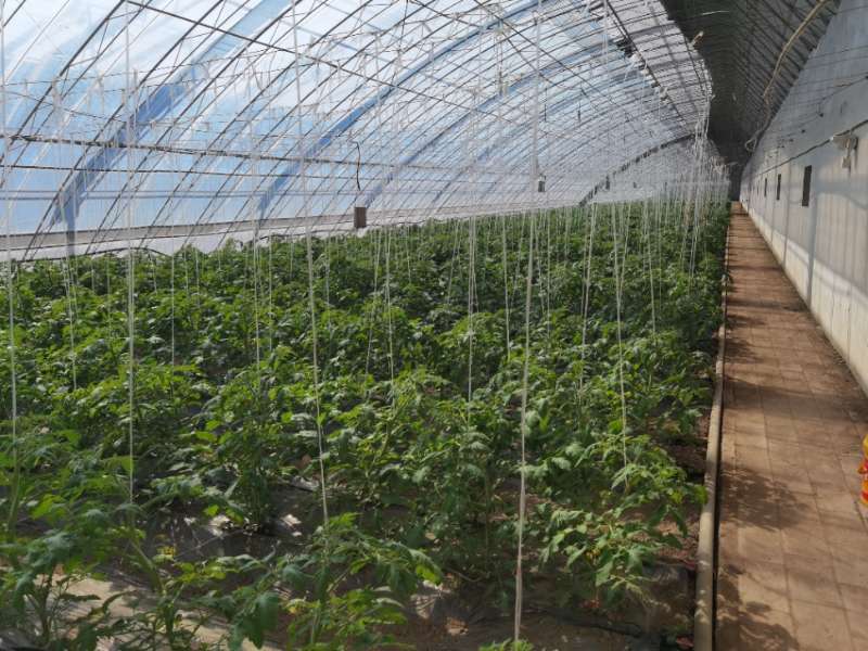 当前正值本市日光温室早春茬、越冬茬茄果类蔬菜产量形成,平原地区塑料大棚春提前茬口茄果类蔬菜孕蕾、露地耐冷凉蔬菜产量形成,冷凉山区露地耐冷凉叶类蔬菜定植的关键时期。据北京市气象台预报我市近日受冷空气影响，将有一次“倒春寒”天气。