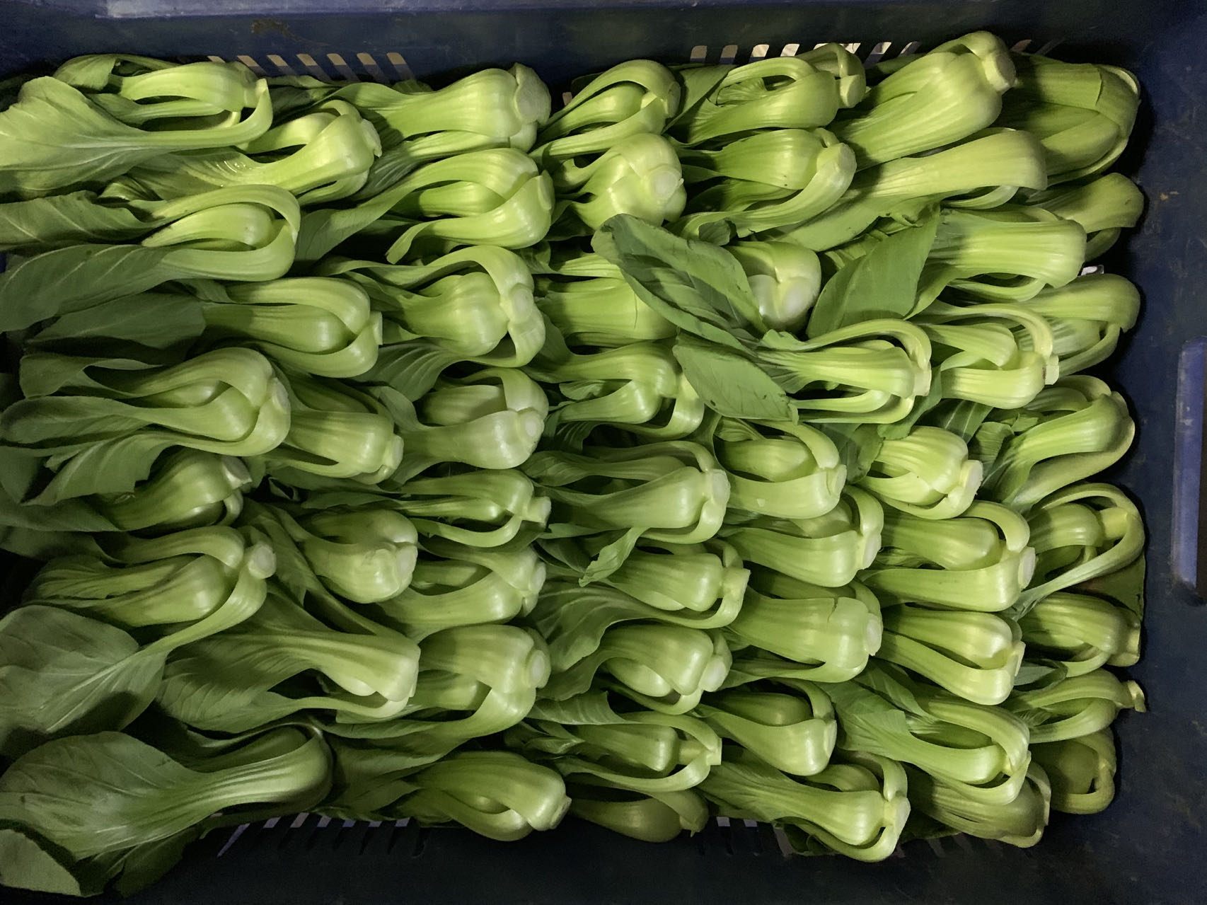 油菜，富含多种维生素和矿物质，生长期短，且田间管理简单，为本市重要的一种叶类蔬菜。春季油菜采收不及时，易出现拔节抽薹现象；保鲜措施不当易导致叶片黄化，损耗率高，影响经济效益。为做好春季油菜采后保鲜工作，北京市农业技术推广站提出以下指导意见。
