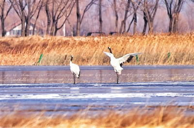 2021年12月5日，丹顶鹤在野鸭湖。当年12月4日，延庆区范围内首次发现丹顶鹤。新京报记者 陶冉 通讯员 张延 摄