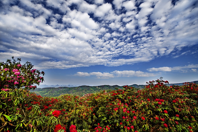 1130-百里杜鹃花景区-罗冠宇.jpg