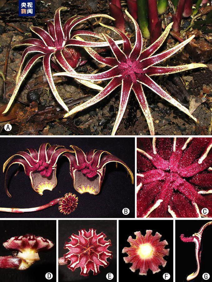 巨型蜘蛛抱蛋花朵解剖图