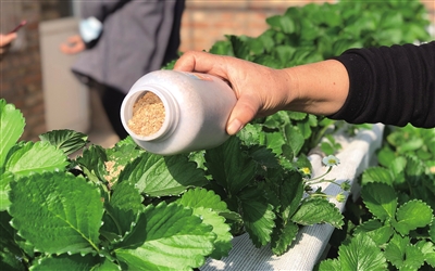 昌平草莓大棚中，捕食螨已经成为对付红蜘蛛的“利器”。新京报记者 田杰雄 摄 