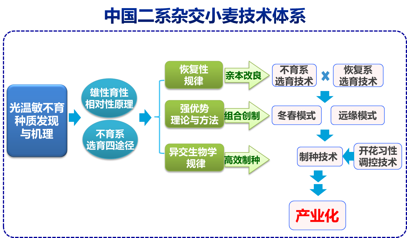 中国二系杂交小麦技术体系